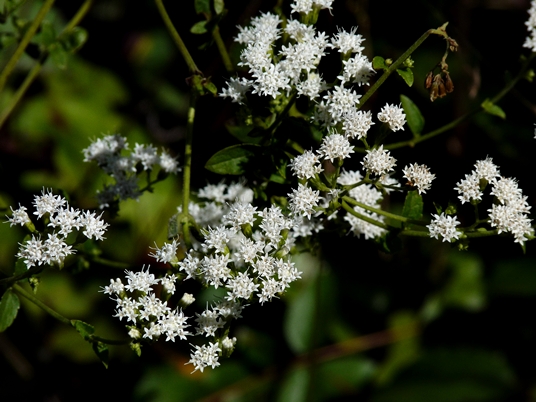 {Ageratina aromatica}